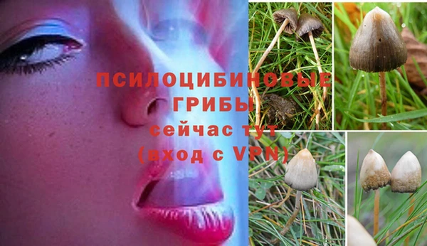 крисы Козловка